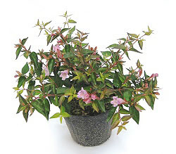 アベリア　エドワードゴーチャ　20ｃｍ