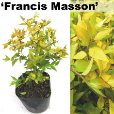 マホニアコンフーサ （細葉柊南天） 人気 植木 庭木 常緑低木