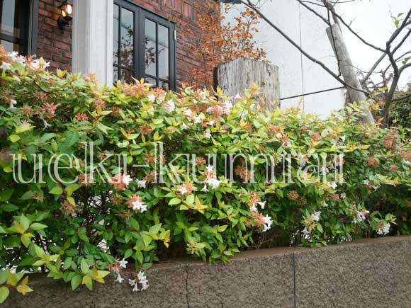 アベリア　フランシスメーソン　植栽例　植木組合