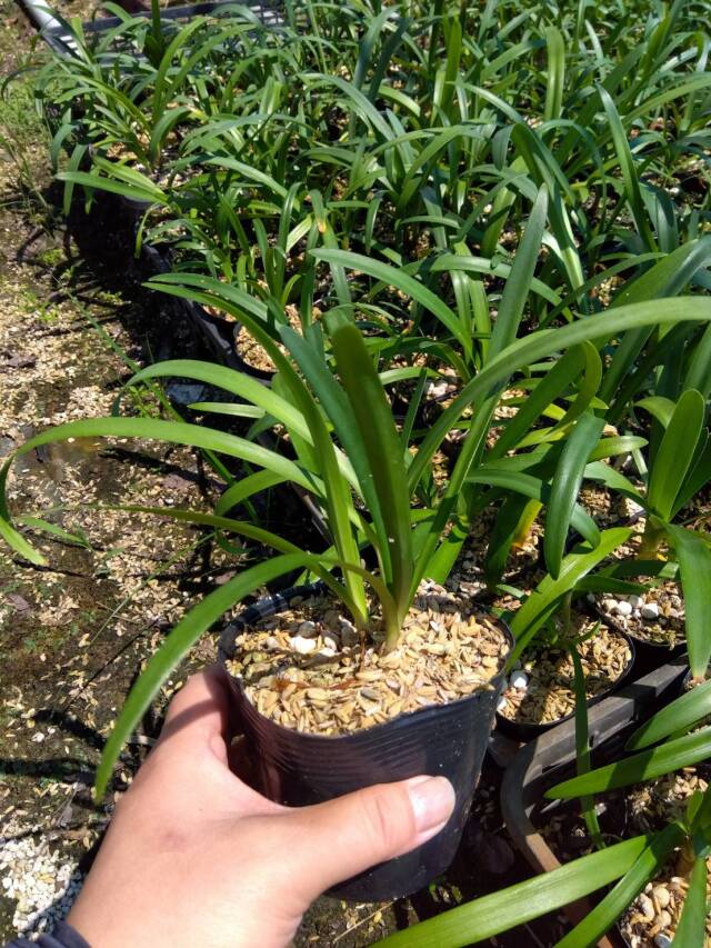 アガパンサス　苗　あがぱんさす　植木組合　葉