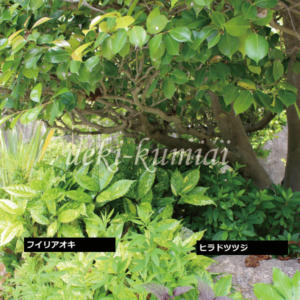 青木　斑入り　フイリアオキ　ツツジ　植栽例　植木組合