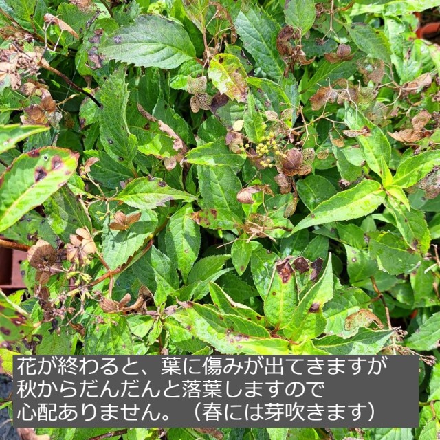 ヤマアジサイ　注意事項　やまあじさい　山紫陽花　秋　葉　植木組合