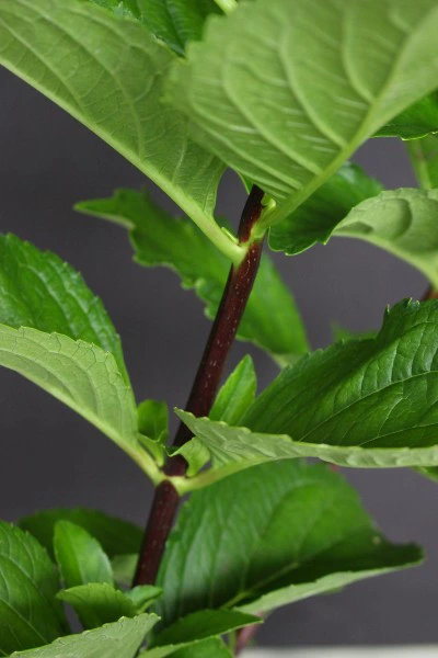 アジサイ　黒軸十二単 八重石化紫陽花（あじさい　くろじく　じゅうにひとえ せっかあじさい）