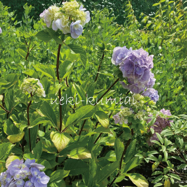 アジサイ　黒軸十二単 八重石化紫陽花（あじさい　くろじく　じゅうにひとえ せっかあじさい）