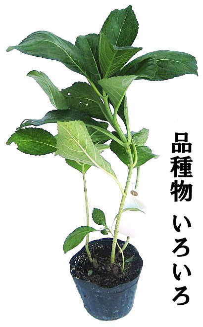 今月の特集 アジサイ 植木組合 今月の特集 アジサイ 植木組合