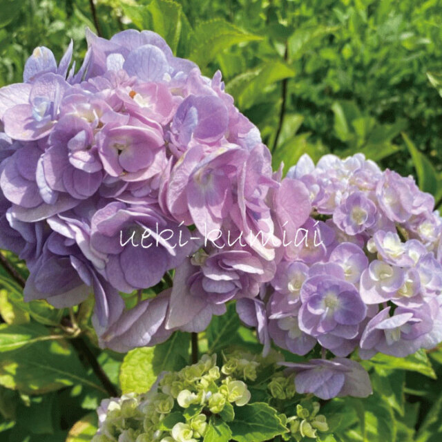 アジサイ 黒軸十二単 八重石化紫陽花