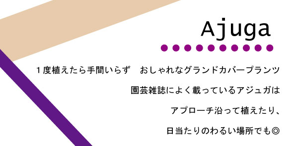 アジュガ