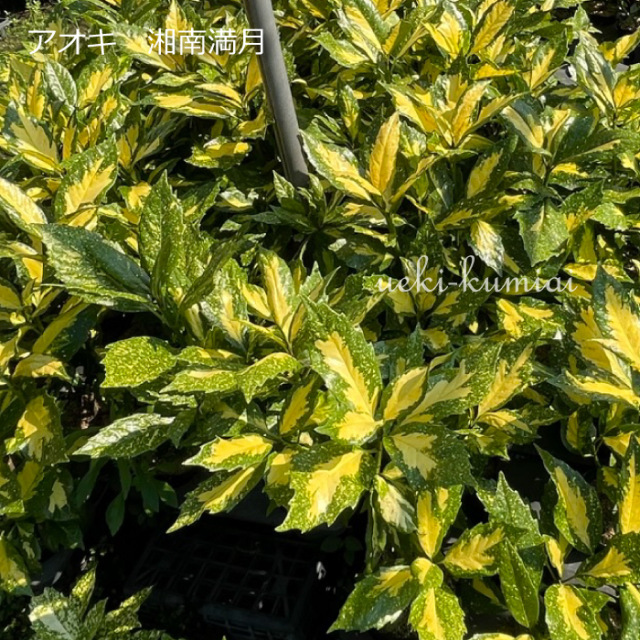 アオキ　青木　湘南満月　ショウナンマンゲツ　植木組合