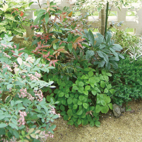 植栽例　植木組合　イワナンテン　アキシラリス　ブルーベリー　ワイルドストロベリー