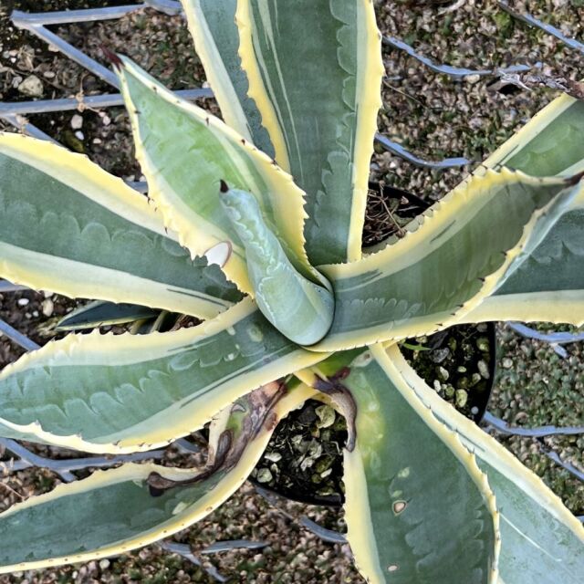 アガベ　アメリカーナ・バリエガータ
