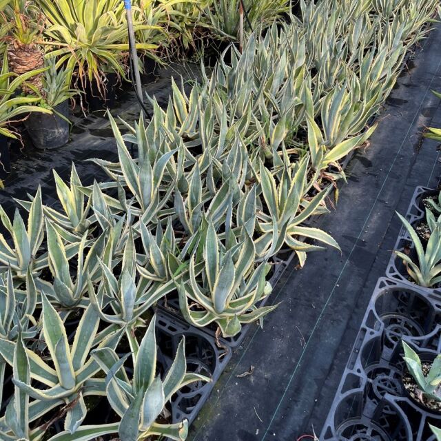 アガベ　アメリカーナ・バリエガータ