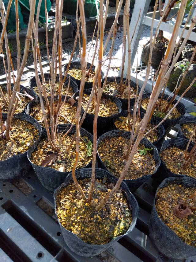 アナベル　アジサイ　落葉　ホワイトガーデン　白　花　植木組合