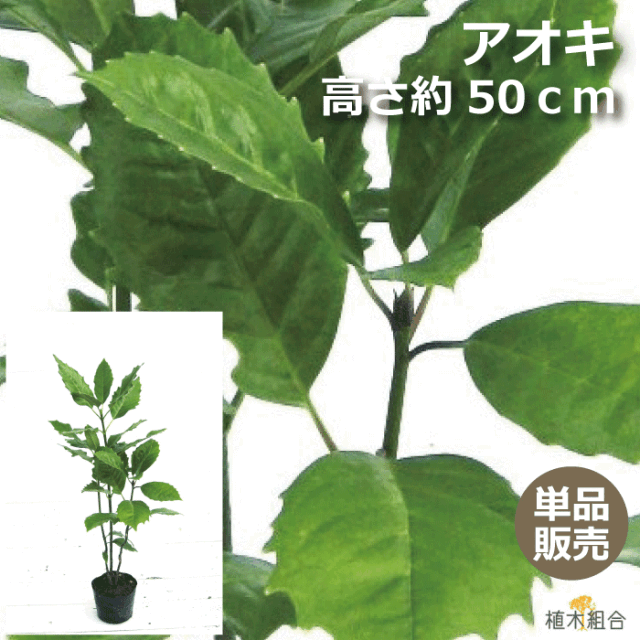 アオキ　青　緑　陰樹　日陰　植木組合　常緑　低木