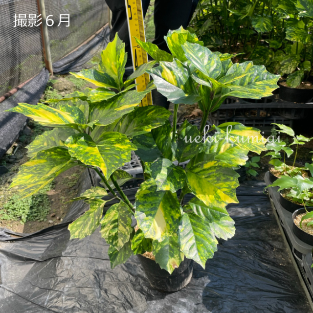 アオキ　青木　スルガベンテン　駿河弁天　植木組合