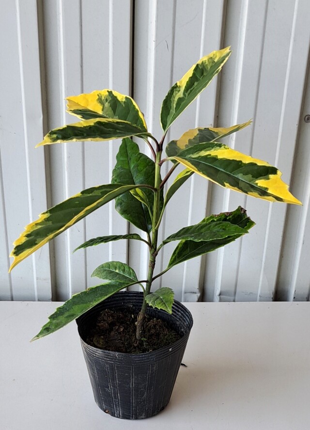 アオキサルフレア　あおきさるふれあ　青木　植木組合