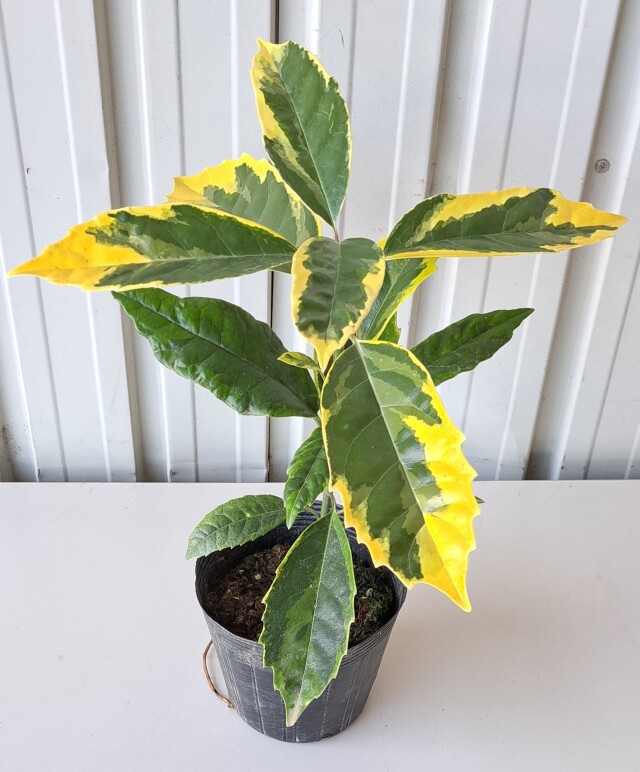アオキサルフレア　あおきさるふれあ　青木　植木組合