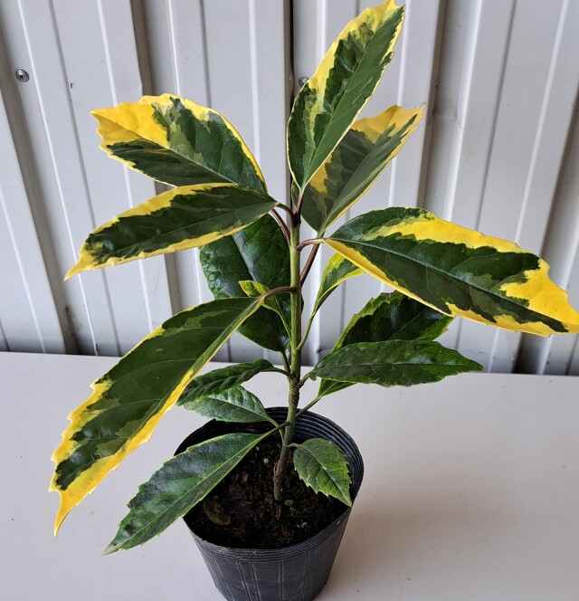 アオキサルフレア　あおきさるふれあ　青木　植木組合