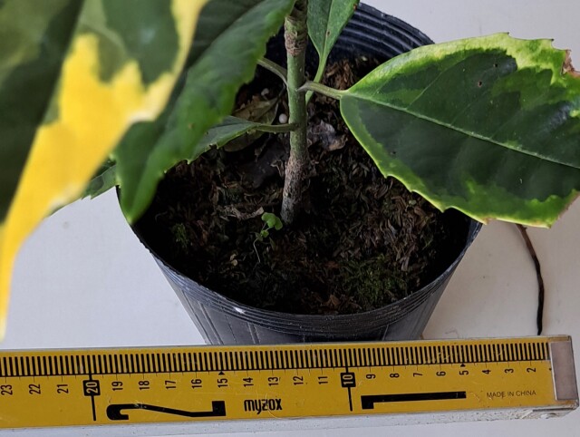アオキサルフレア　あおきさるふれあ　青木　植木組合
