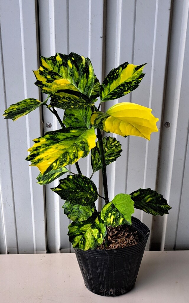 アオキスルガベンテン　あおきするがべんてん　青木　駿河　弁天　植木組合
