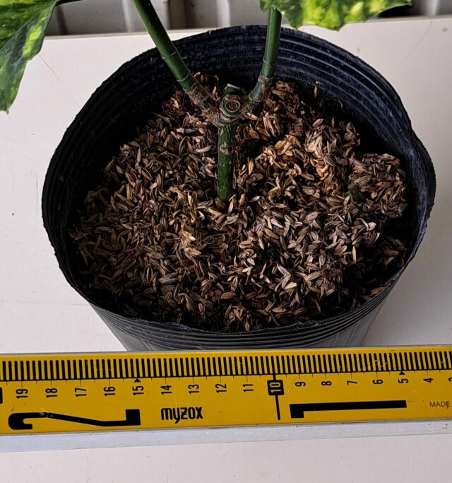 アオキスルガベンテン　あおきするがべんてん　青木　駿河　弁天　植木組合
