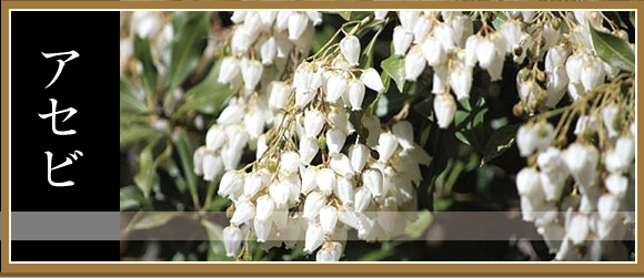 アセビ　白　580バナー　植木組合