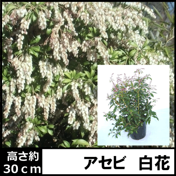 アセビ　白　