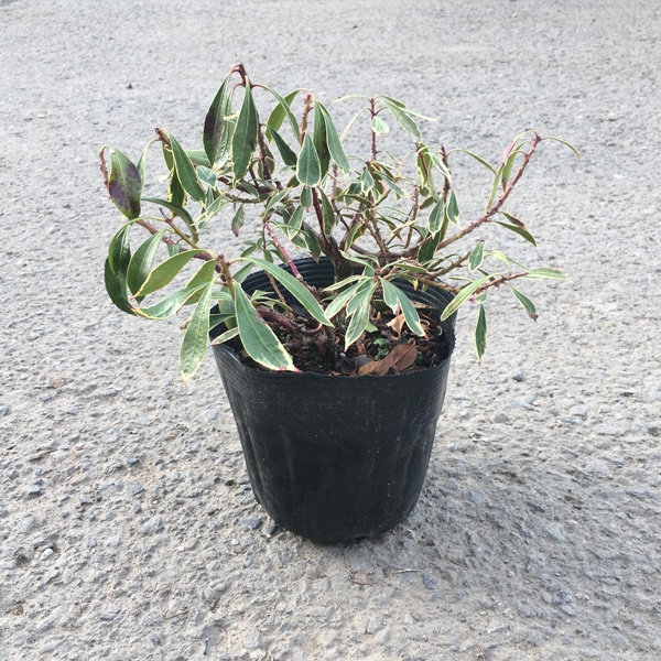 斑入りアセビ 高さ約15～20cm 15cmポット入り 5000円税抜お