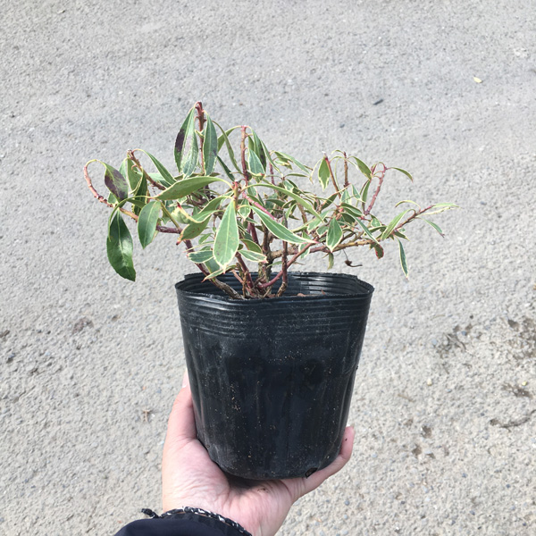 斑入りアセビ 高さ約15～20cm 15cmポット入り 5000円税抜お