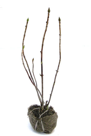 アジサイ （紫陽花） 苗 品種物 13.5cmポット入