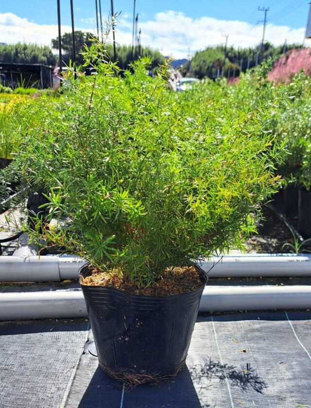 アスパラガス　アスパラ　スプリンゲリー　asparagus densiflorus (sprengeri group)　植木組合　常緑　ドライガーデン