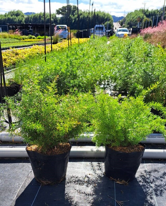 アスパラガス　アスパラ　スプリンゲリー　asparagus densiflorus (sprengeri group)　植木組合　常緑　ドライガーデン