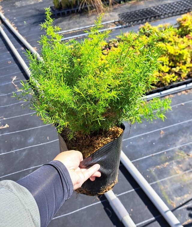 アスパラガス　アスパラ　スプリンゲリー　asparagus densiflorus (sprengeri group)　植木組合　常緑　ドライガーデン