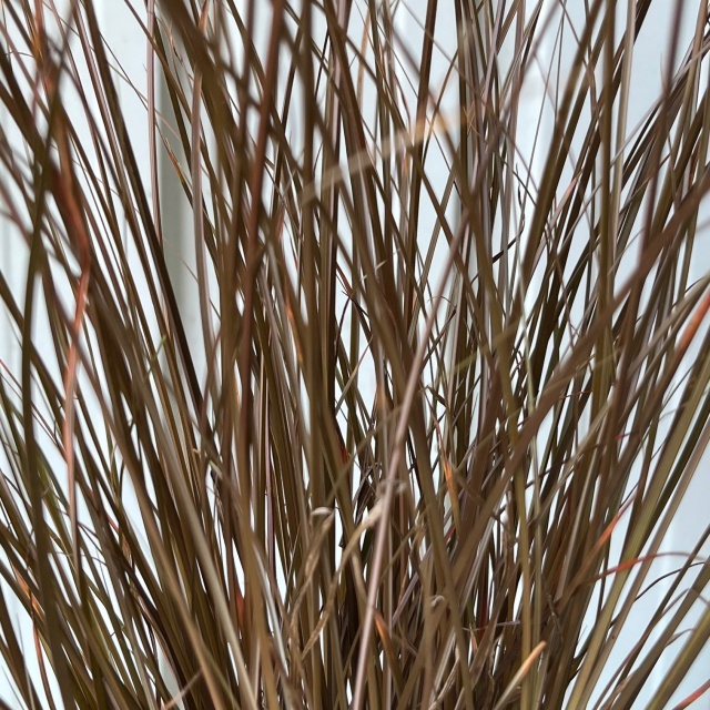 カレックス　アウバウム　10.5cmポット　かれっくす　あうばうむ　葉　植木組合