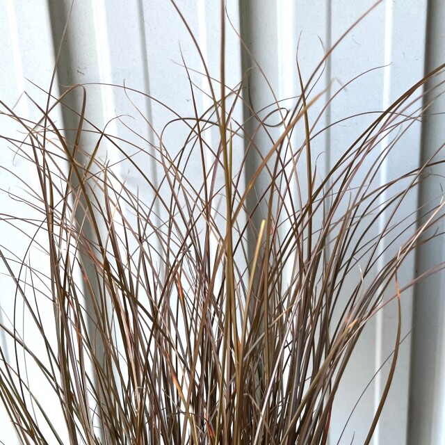 カレックス　アウバウム　10.5cmポット　かれっくす　あうばうむ　葉　植木組合
