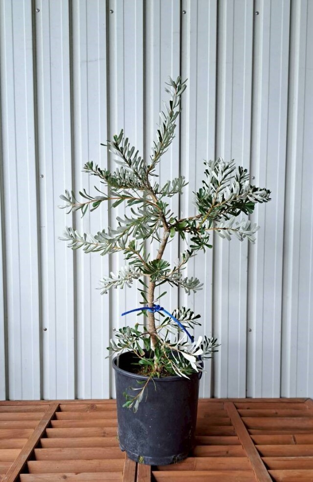 バンクシア　マジナータ 　現物　植木組合　ＯＧ　常緑樹　ドライガーデン