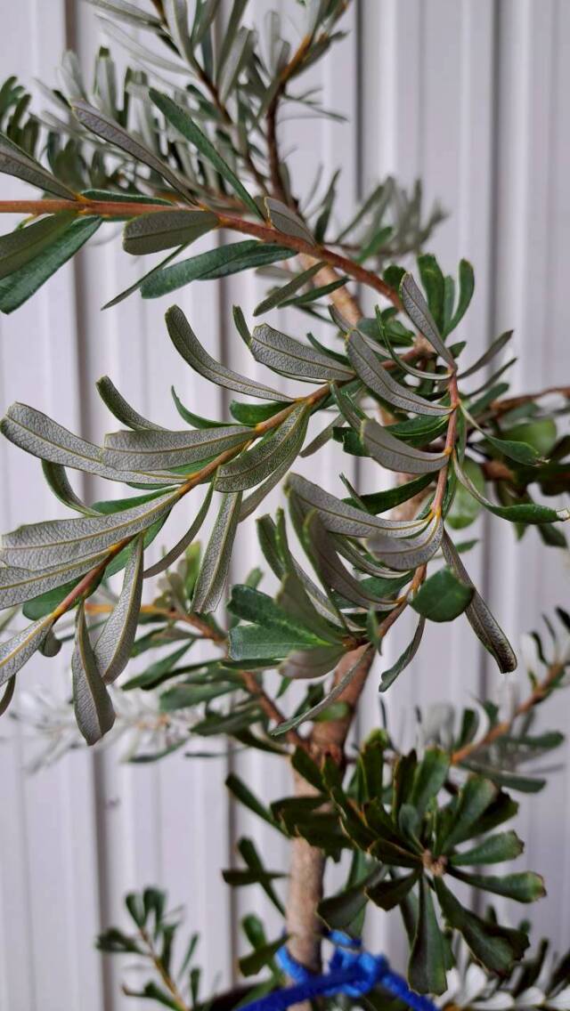 バンクシア　マジナータ 　現物　植木組合　ＯＧ　常緑樹　ドライガーデン