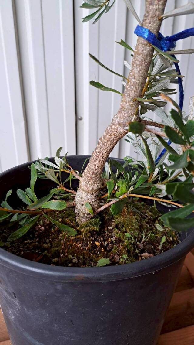 バンクシア　マジナータ 　現物　植木組合　ＯＧ　常緑樹　ドライガーデン