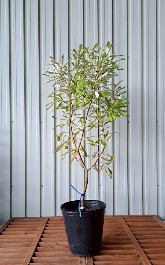 バンクシア オブロンギフォリア 　　現物　植木組合　ＯＧ　常緑樹　ドライガーデン