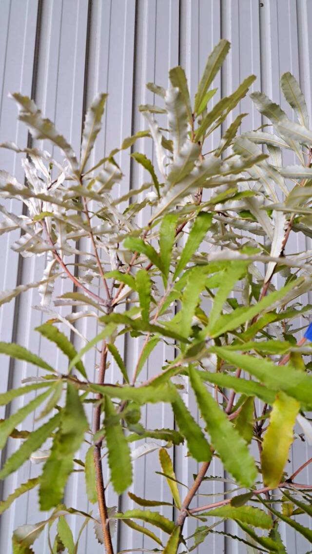 バンクシア オブロンギフォリア 　　現物　植木組合　ＯＧ　常緑樹　ドライガーデン