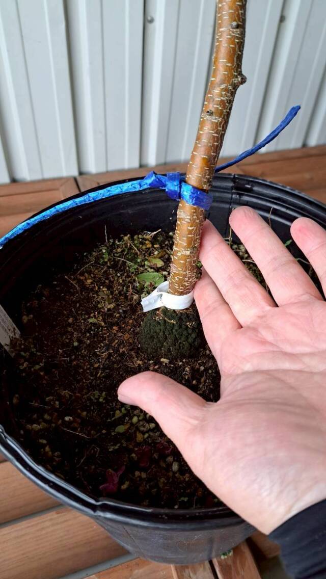 バンクシア オブロンギフォリア 　　現物　植木組合　ＯＧ　常緑樹　ドライガーデン