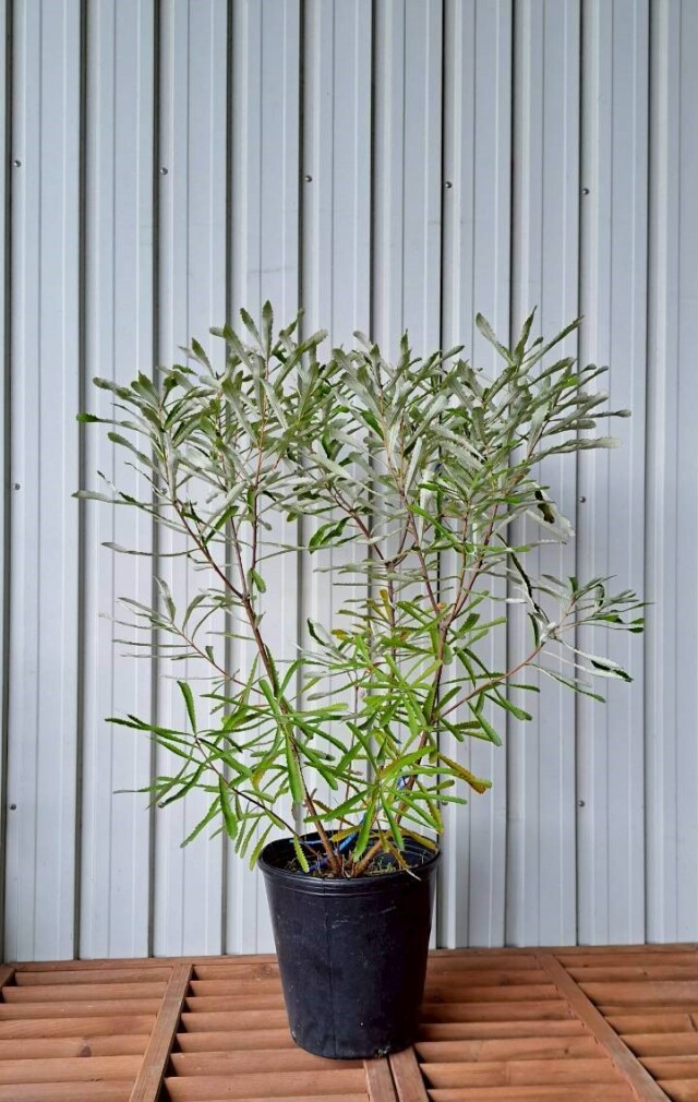 バンクシア オブロンギフォリア 現物 植木組合 OG 常緑樹 ドライガーデン