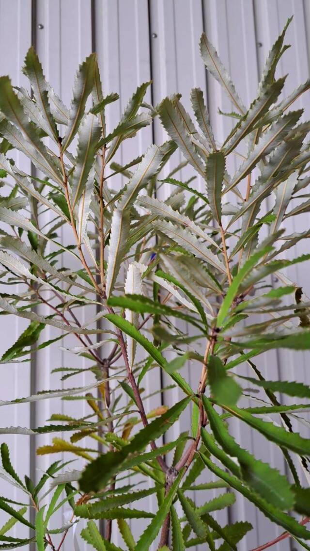 バンクシア オブロンギフォリア 　　現物　植木組合　ＯＧ　常緑樹　ドライガーデン