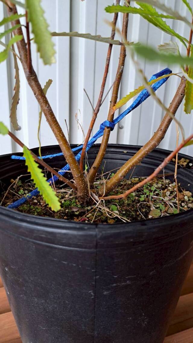 バンクシア オブロンギフォリア 　　現物　植木組合　ＯＧ　常緑樹　ドライガーデン
