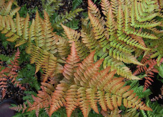 巨大ベニシダ 岩松bセット 根のみ格安 10株 天然 シダ植物 ガーデニング Assocuore Net