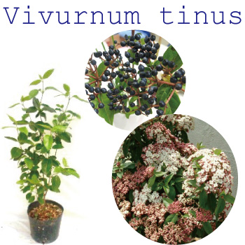 常緑ガマズミ　ビバーナム　ティナス　　