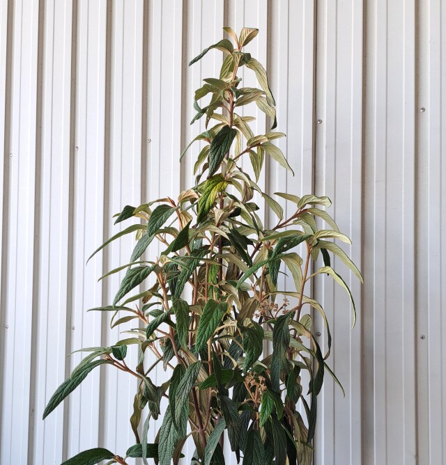 ビバーナムリチドフィラム　びばーなむりちどふぃらむ　現物　244　植木組合