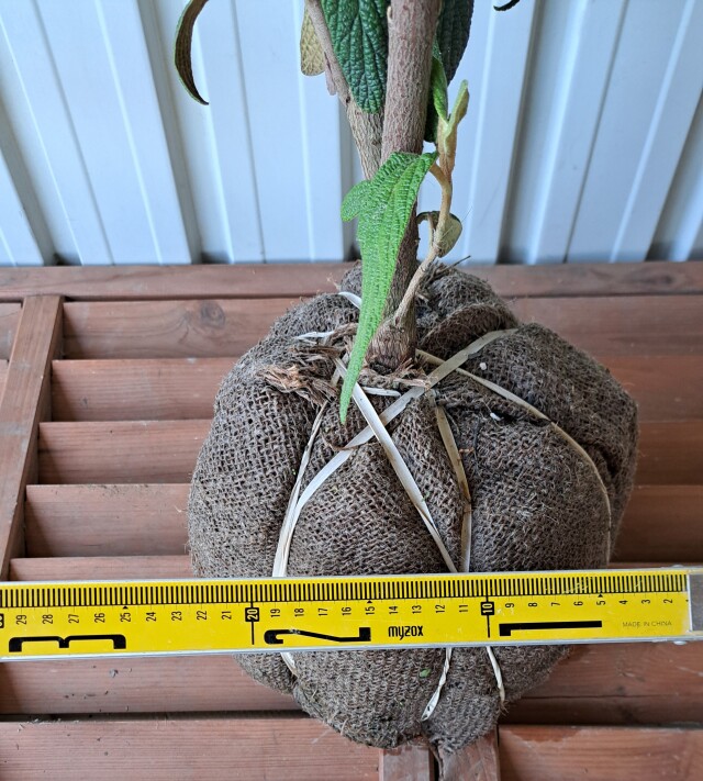 ビバーナムリチドフィラム　びばーなむりちどふぃらむ　現物　244　植木組合