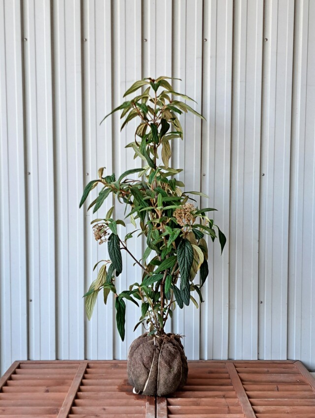 ドライガーデン 植木組合