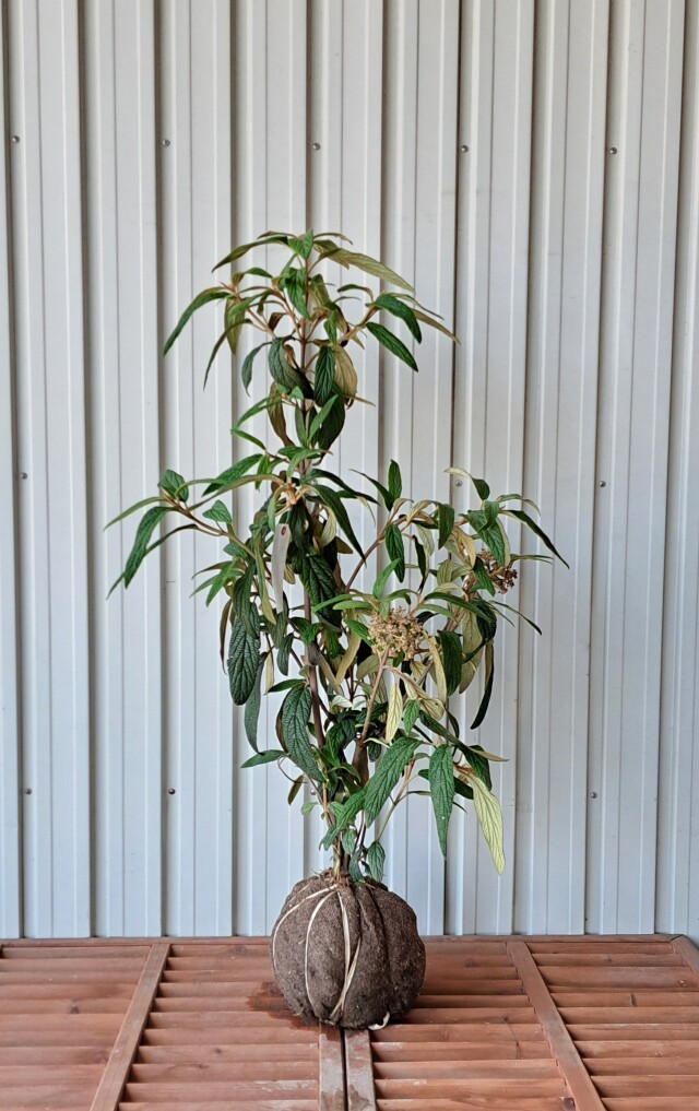 ビバーナムリチドフィラム　びばーなむりちどふぃらむ　現物　245　植木組合