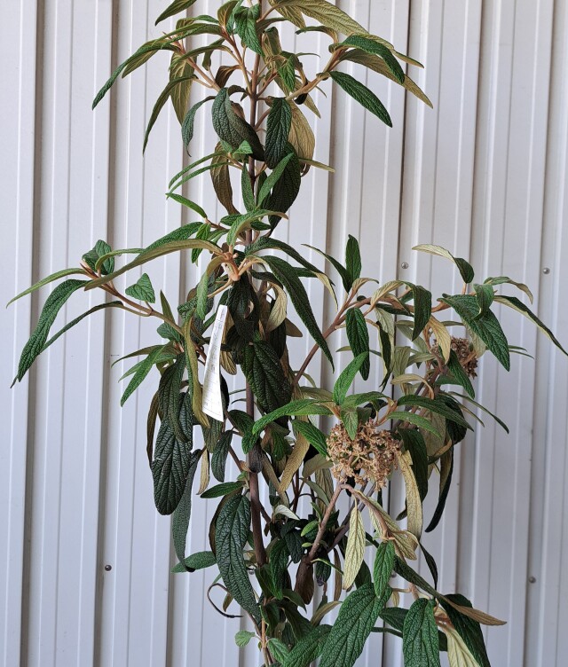 ビバーナムリチドフィラム　びばーなむりちどふぃらむ　現物　245　植木組合